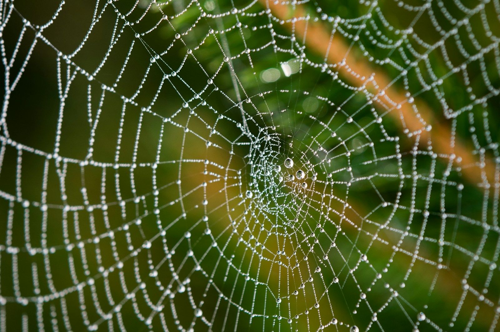 water droplets on spider web in close up photography